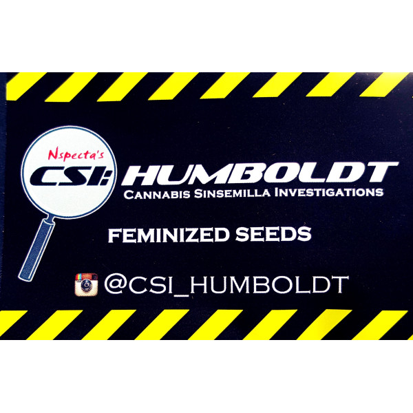 Wedding Cake x Zkittlez-Humbolt CSI Wedding Cake x Zkittlez-Humbolt CSI